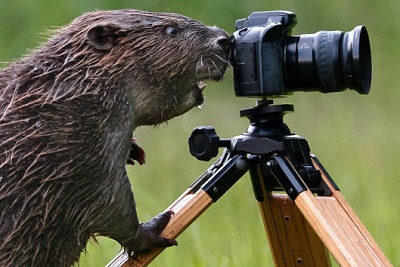 Beaver Photographer