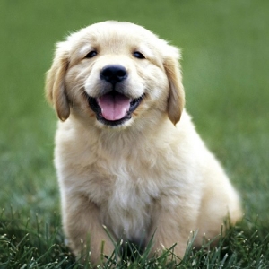 Siriusly, Don't Lose Your Loose Pet!